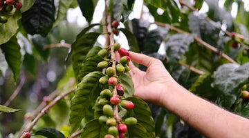 Health Benefits of Kona Coffee: Why Drinking It May Be Good for You