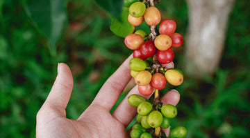The Complex Delights of Single Origin Coffee