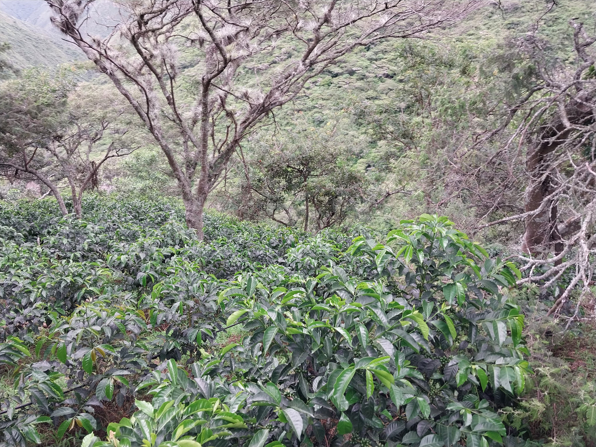 Ecuador Vilcabamba Reserve – Paradise Coffee Roasters