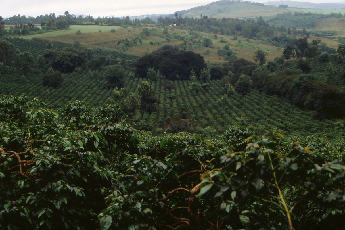From Farm to Cup: The Journey of the Finest Kona Coffee Beans and What Sets Them Apart