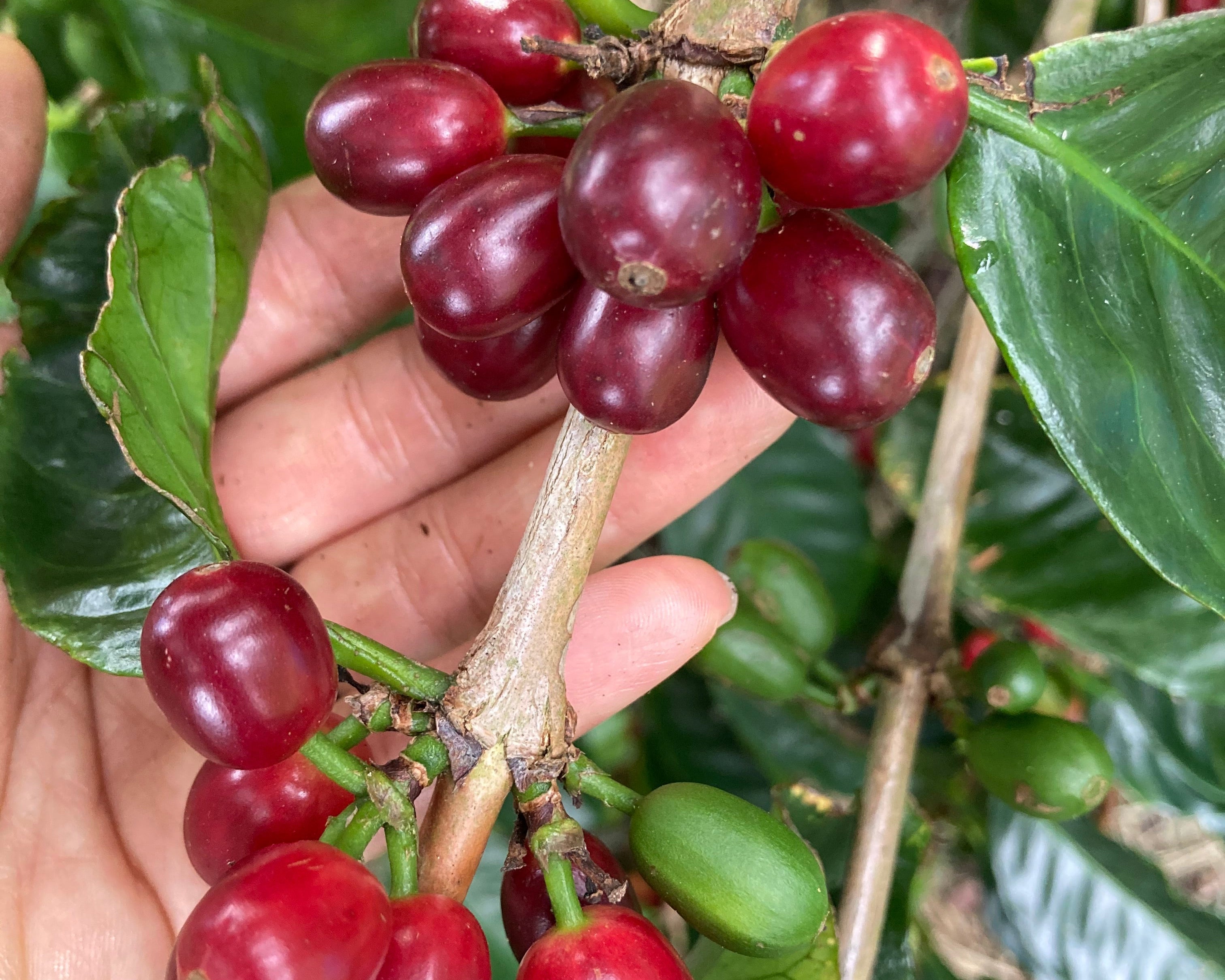 kau geisha coffee cherries