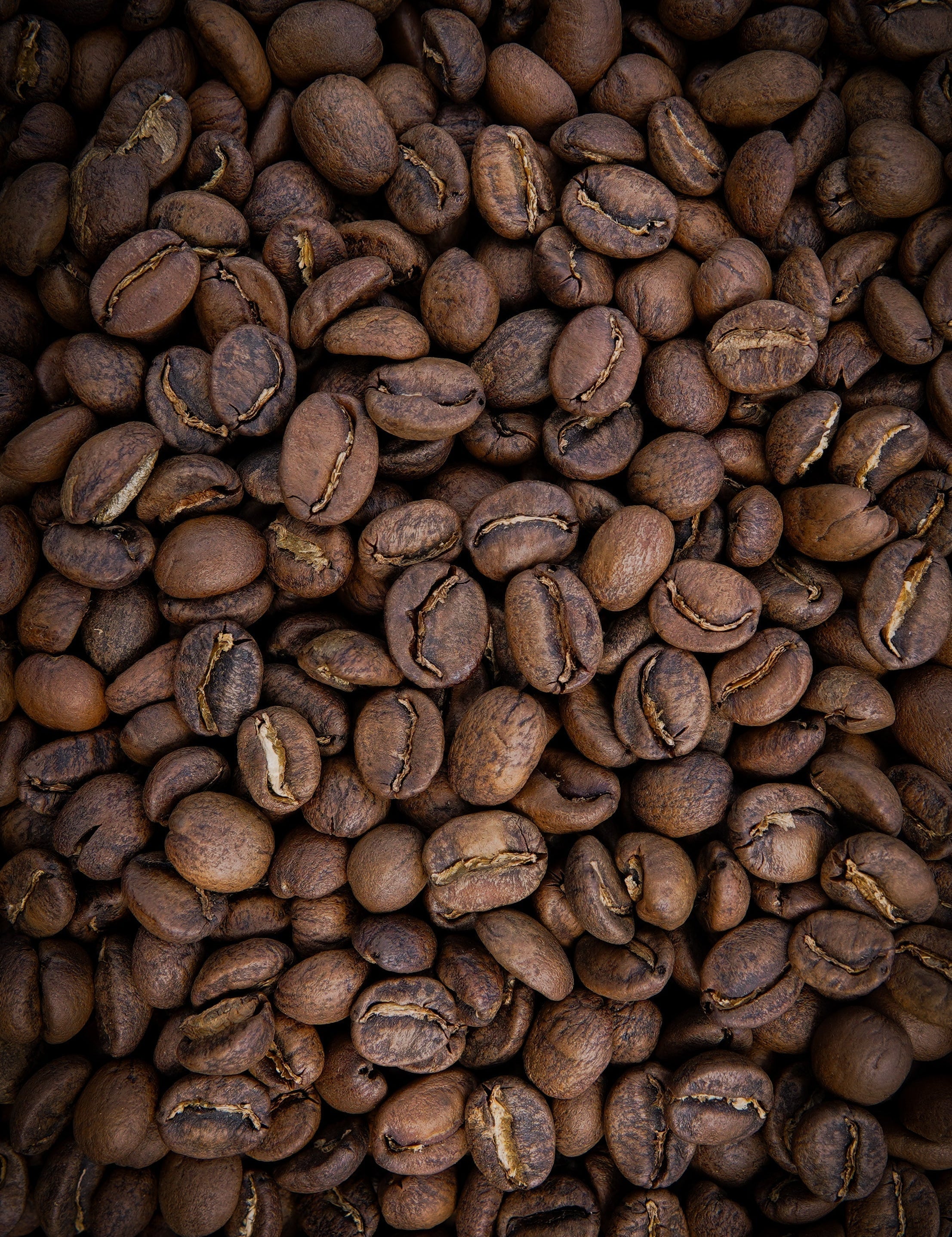 Light vs Medium Roast Coffee beans in natural light – comparing color and texture at Paradise Coffee Roasters