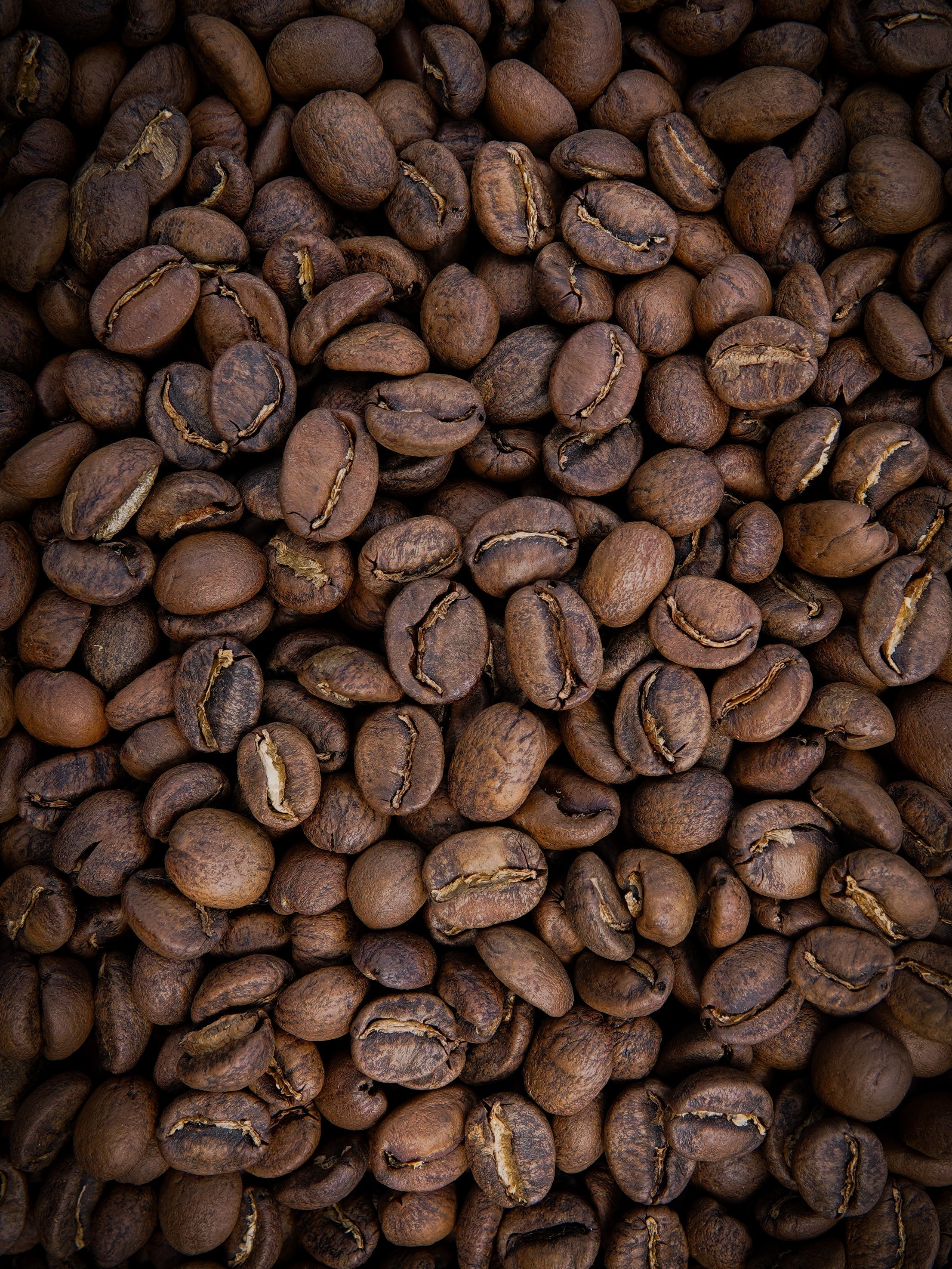 Light vs Medium Roast Coffee beans in natural light – comparing color and texture at Paradise Coffee Roasters