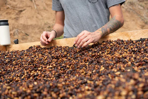 Pour Yourself a Cup of Paradise: The Delightful Journey of Buying Kona Coffee