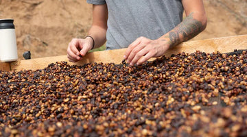 Pour Yourself a Cup of Paradise: The Delightful Journey of Buying Kona Coffee