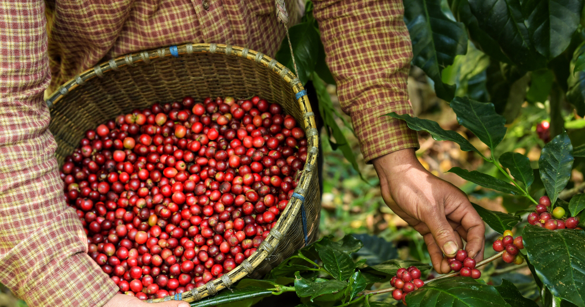 Exclusive online coffee beans