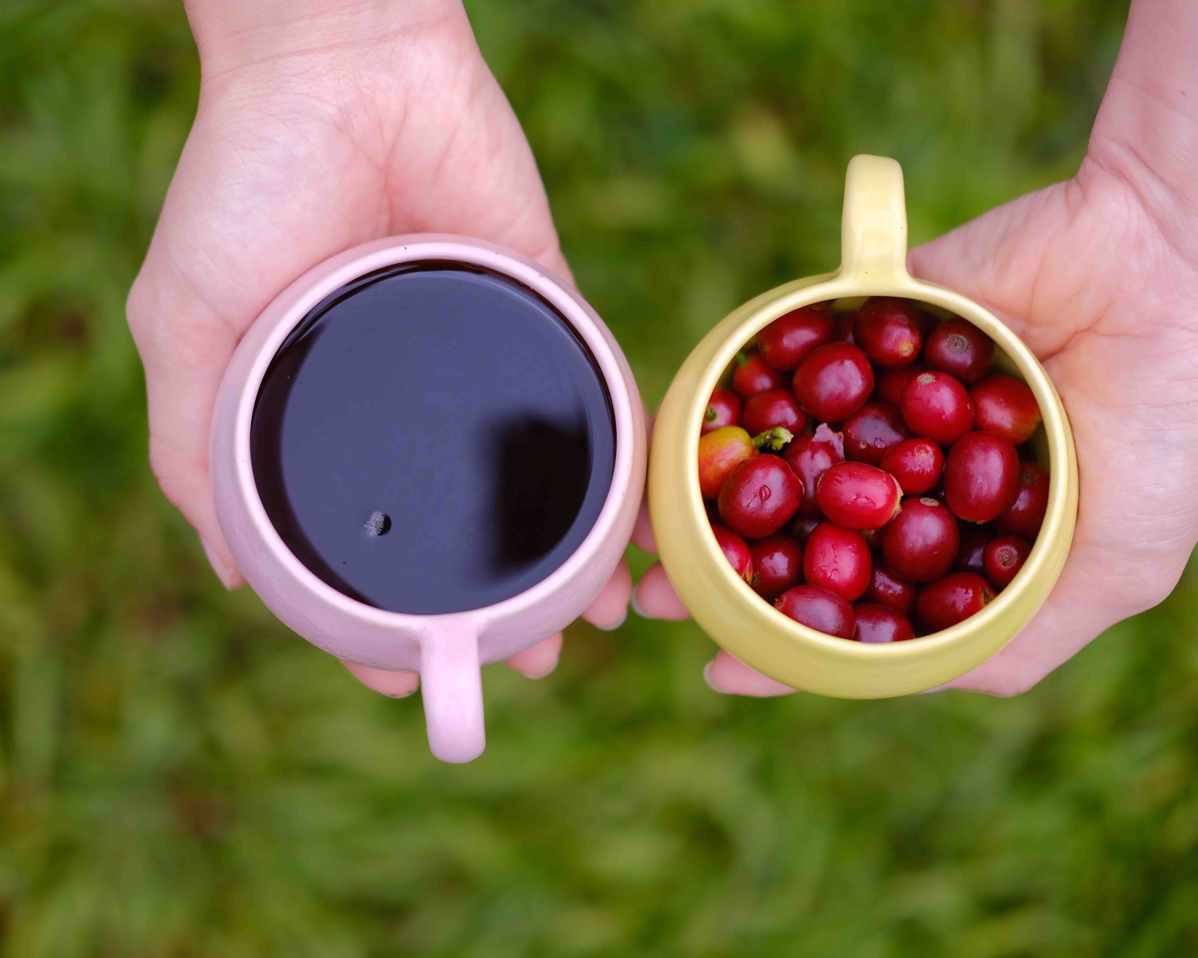 Hands holding a cup of Kona coffee and freshly picked Kona coffee cherries