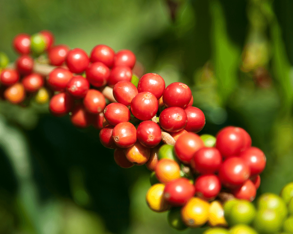 The History of Kona Coffee