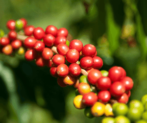 The History of Kona Coffee