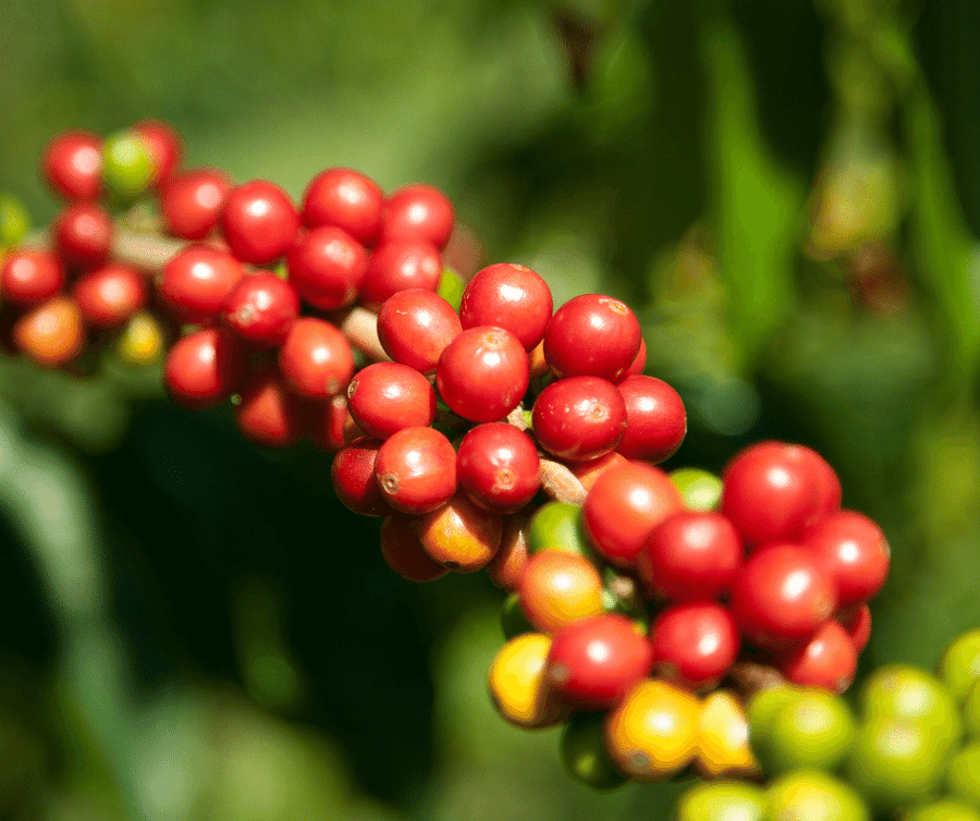The History of Kona Coffee Paradise Coffee Roasters