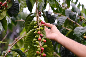 Health Benefits of Kona Coffee: Why Drinking It May Be Good for You