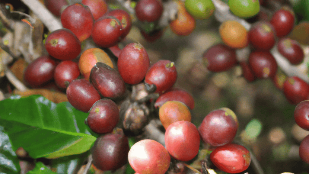 Illustration of Ostar Paradise Coffee Beans Bamako