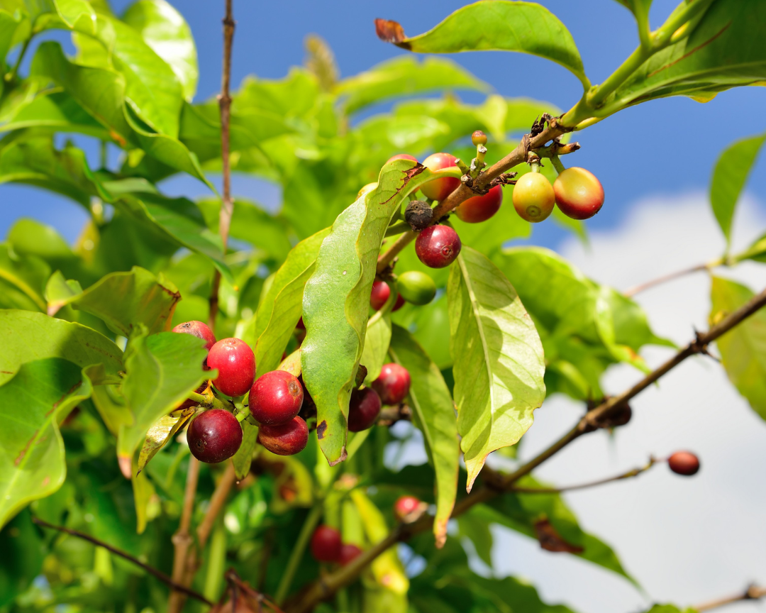 Discover the Rich and Unique Flavors of Coffee from Hawaii