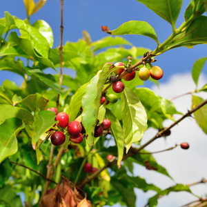 Discover the Rich and Unique Flavors of Coffee from Hawaii