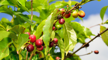 Discover the Rich and Unique Flavors of Coffee from Hawaii