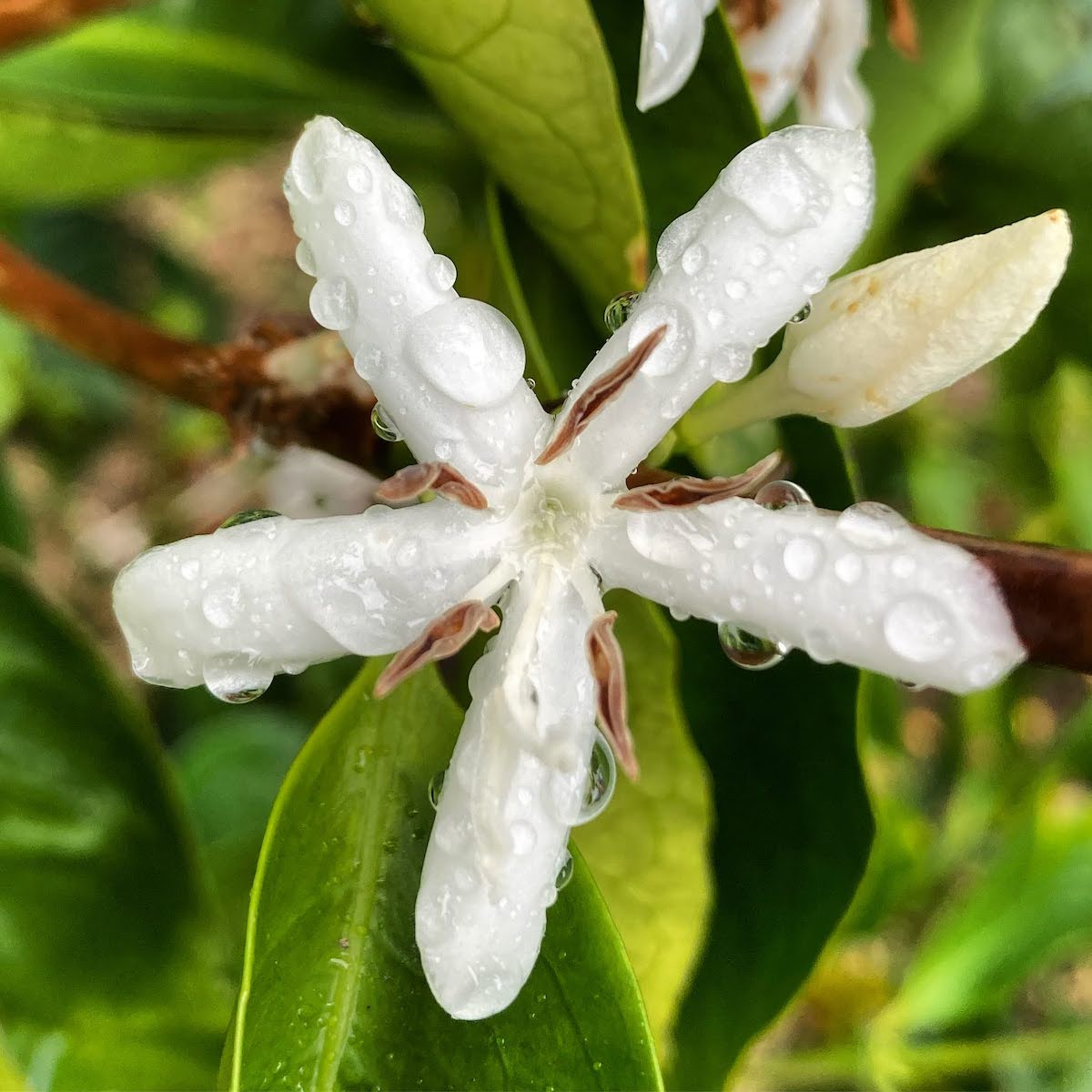  geisha coffee flower at kona coffee farm