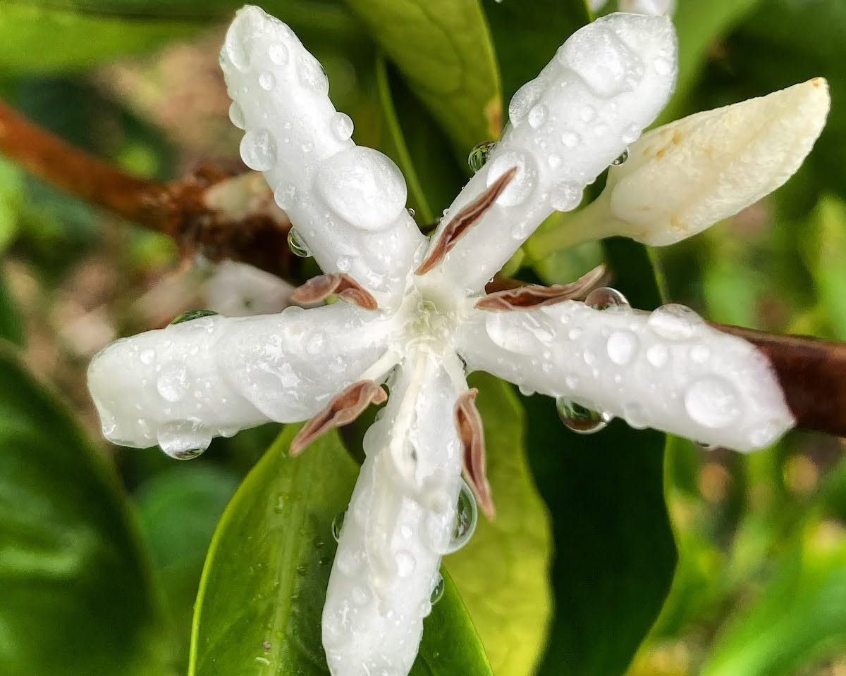  geisha coffee flower at kona coffee farm