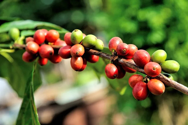 Coffee Robusta: Because Life Is Too Short for Weak Coffee