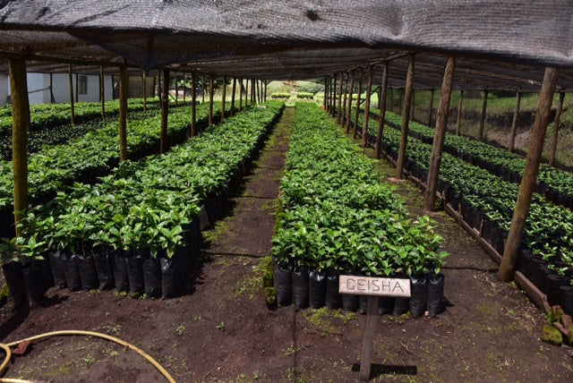 Geisha in Tanzania