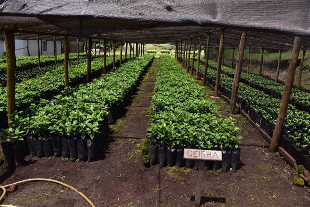 Exploring the Hawaiian Coffee Rainbow: Unraveling the Flavor Profiles of Different Islands