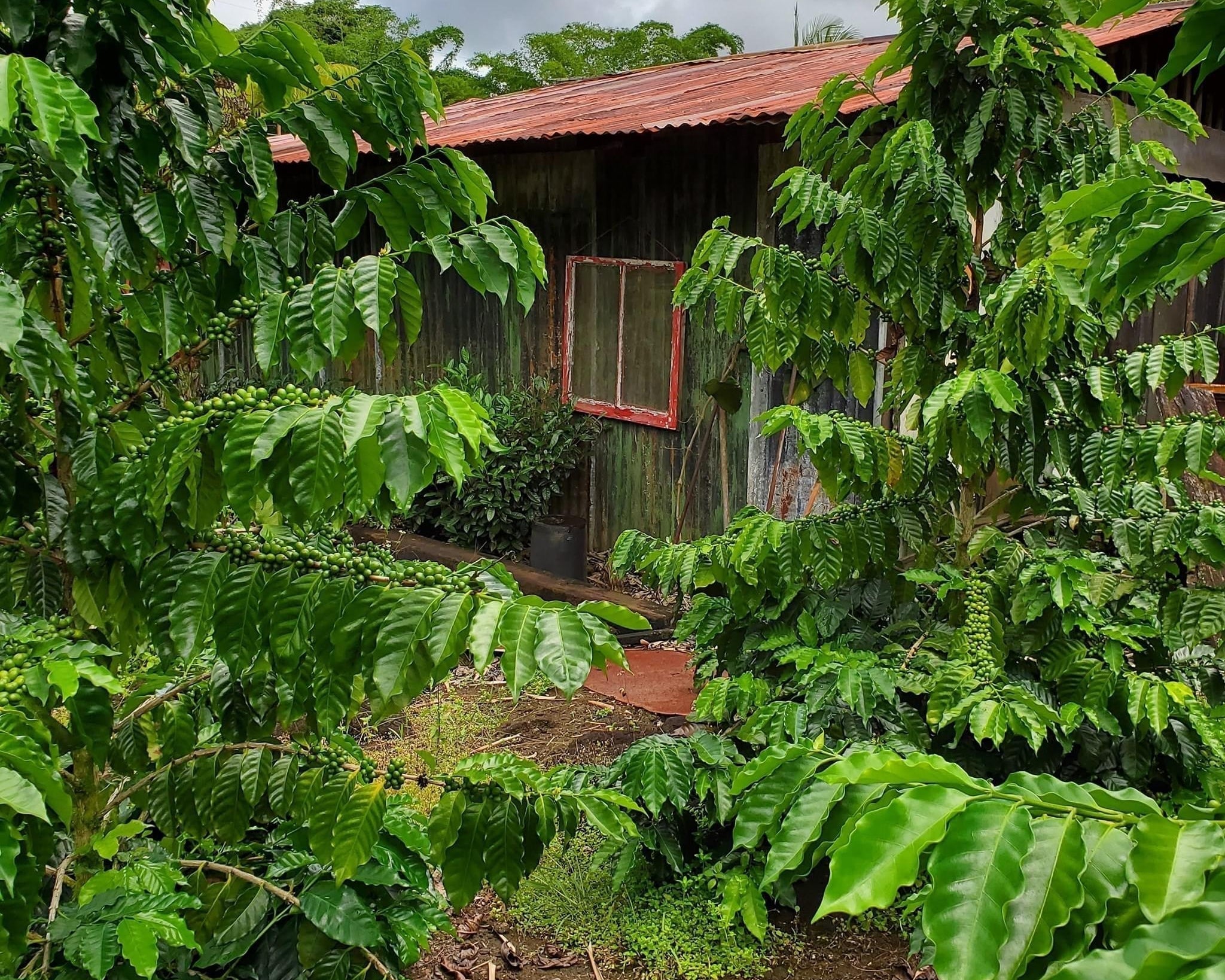 The History of Hawaiian Coffee — Kona, Ka‘ū & Beyond The Living Story of Coffee in Hawai‘i