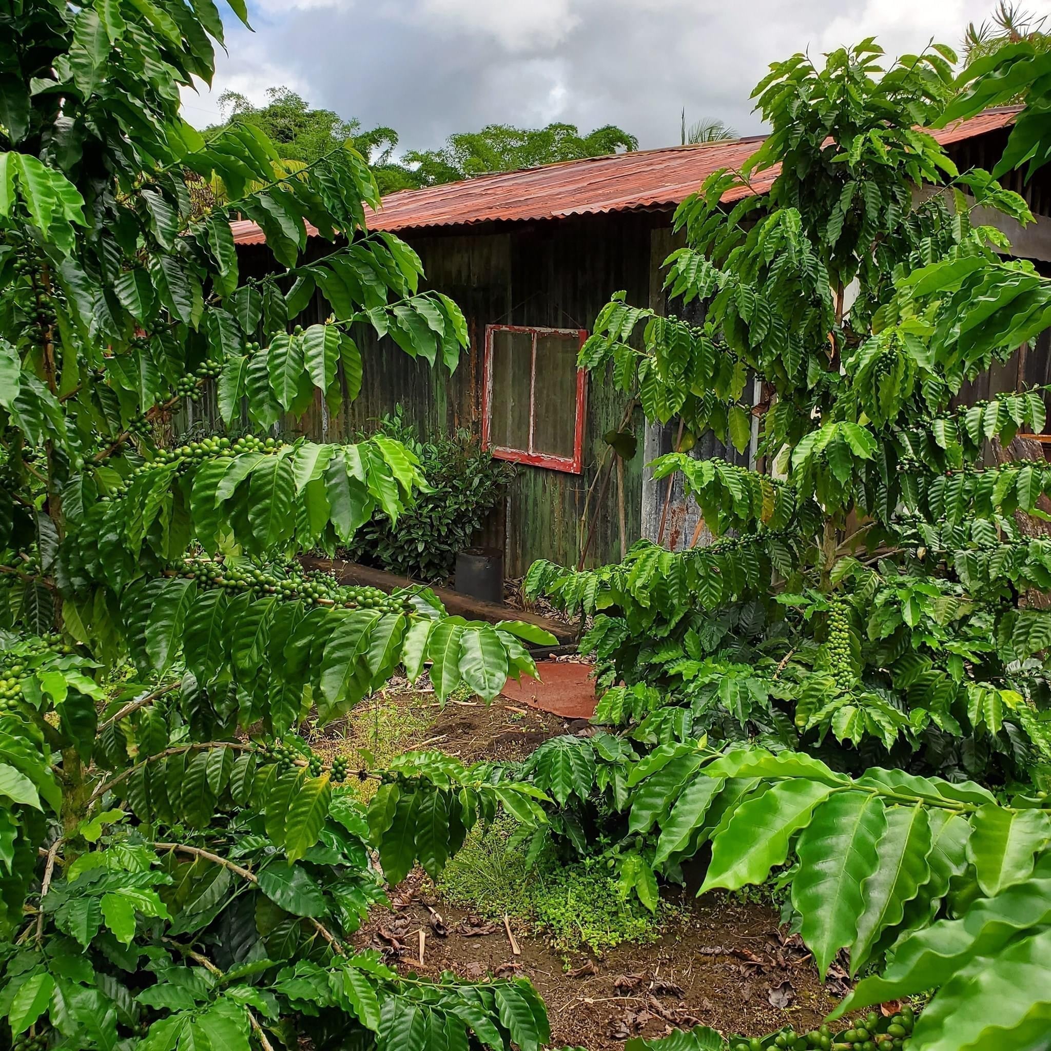 The History of Hawaiian Coffee — Kona, Ka‘ū & Beyond The Living Story of Coffee in Hawai‘i