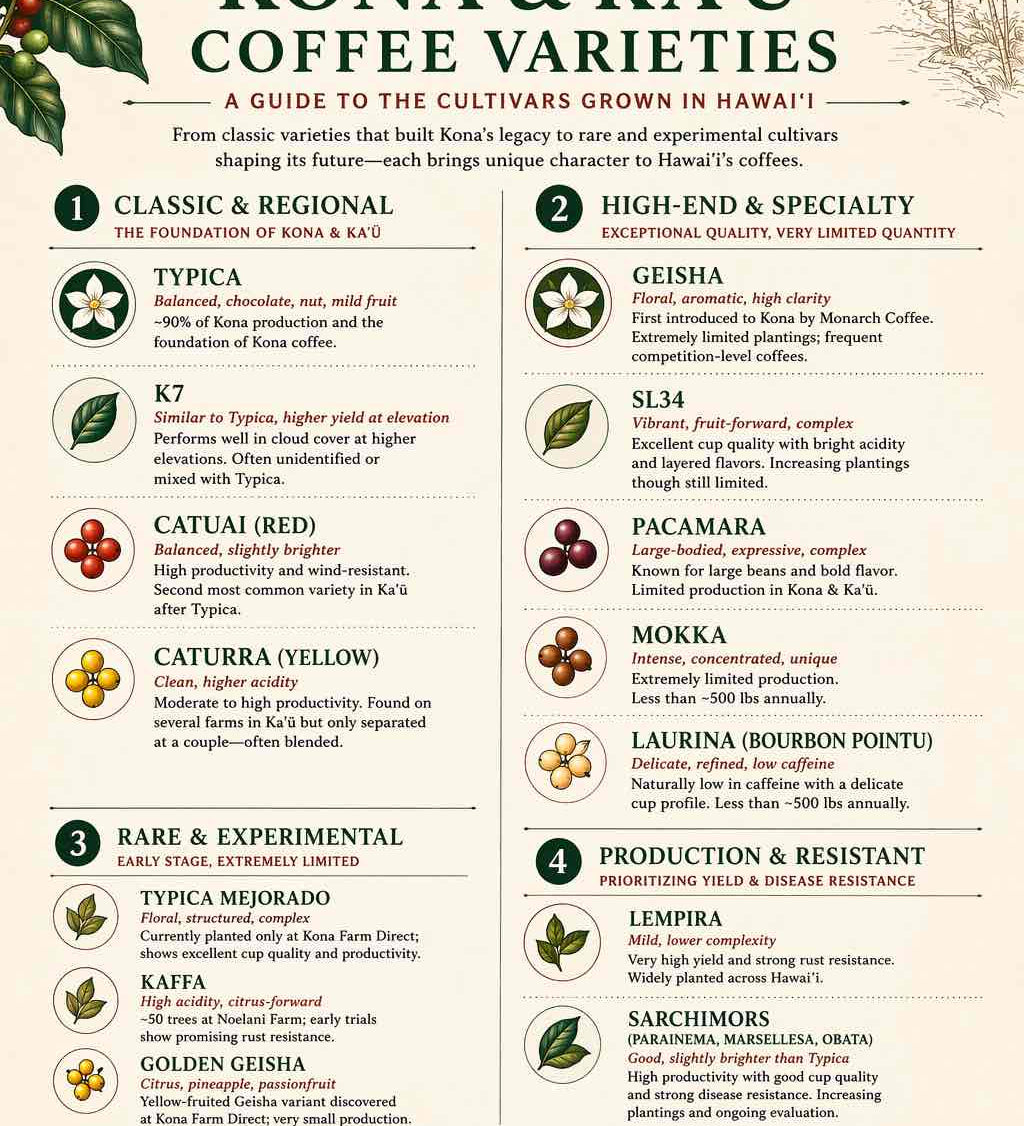 Kona Coffee Varieties: A Guide to the Cultivars Grown in Hawai‘i