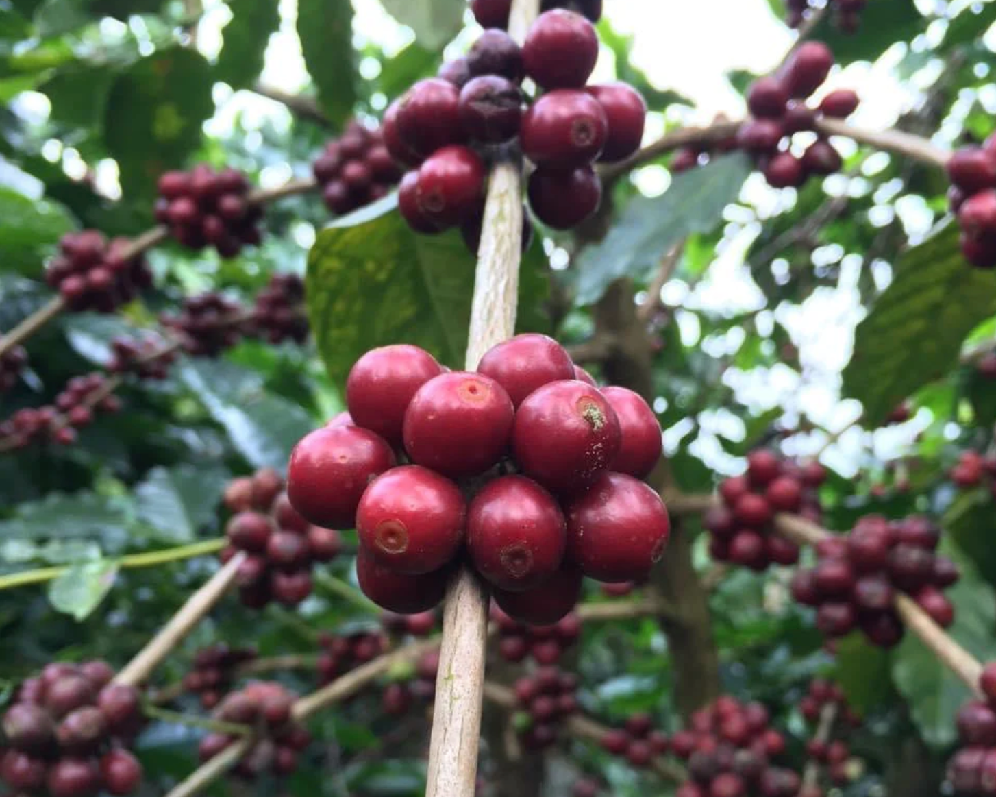 Kona Coffee vs. Robusta Coffee