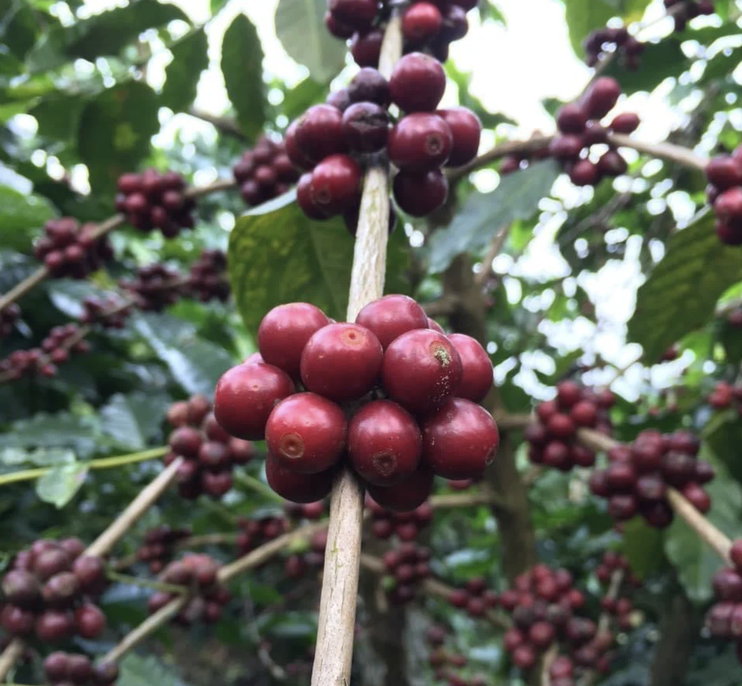 Kona Coffee vs. Robusta Coffee