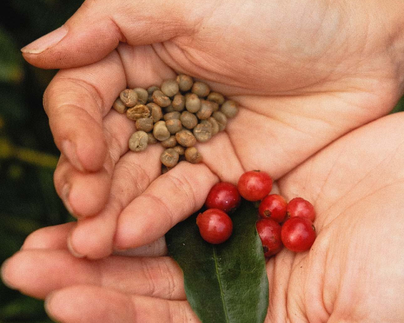 Why You’ve Probably Never Tasted Truly Great Kona Coffee
