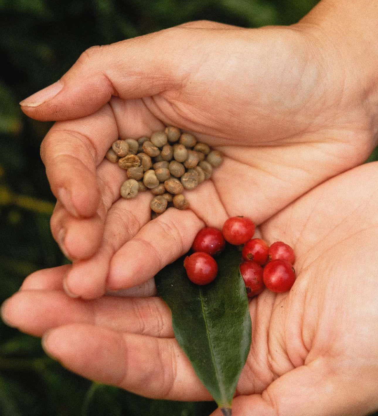 Why You’ve Probably Never Tasted Truly Great Kona Coffee
