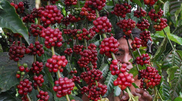 Specialty Robusta Coffees