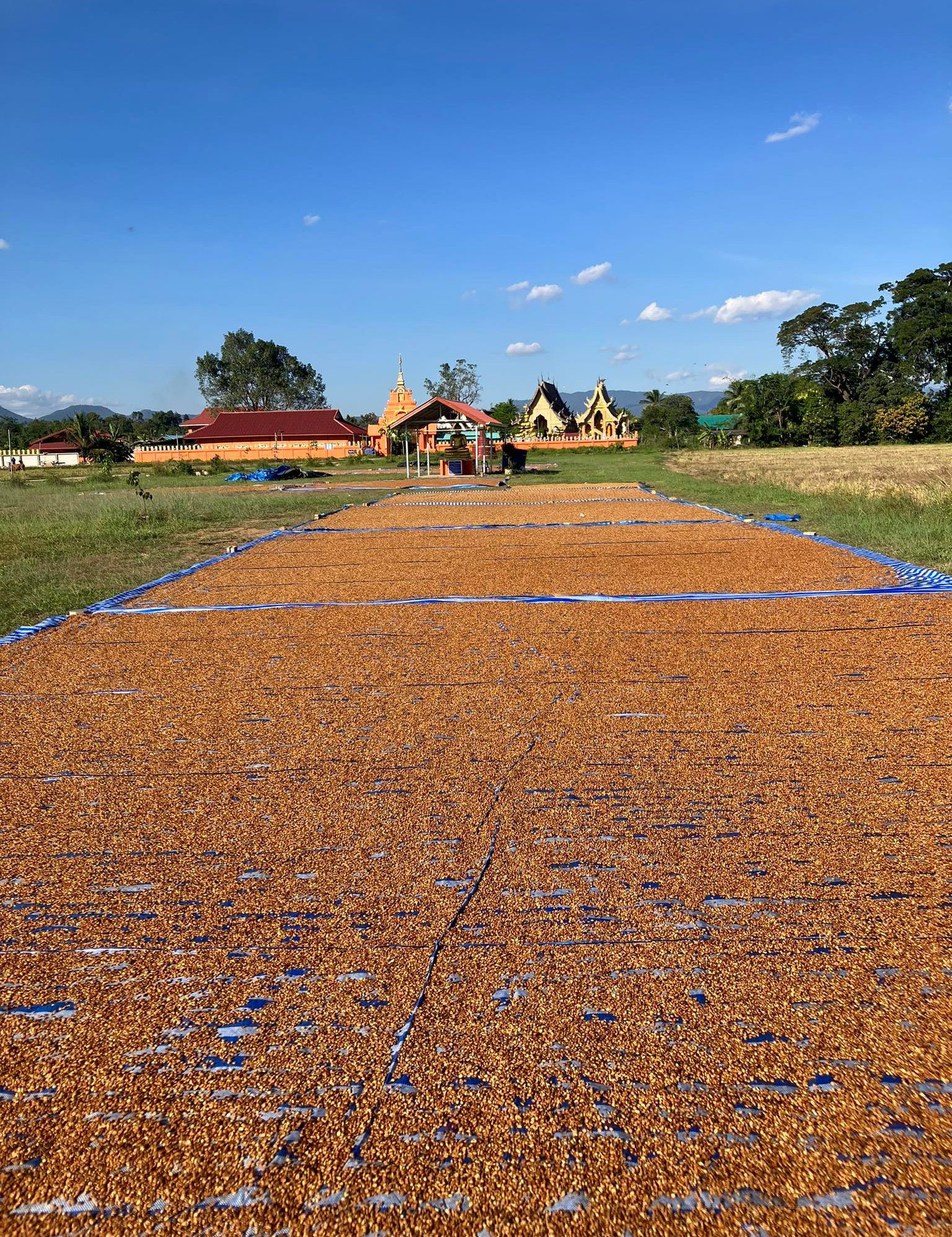 Drying coffee cherries on raised patios.