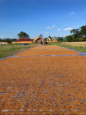 Drying coffee cherries on raised patios.