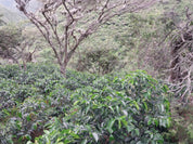 Ecuador Vilcabamba Reserve - Sold Out