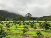 Ka‘ū Wood Valley Honey Peaberry