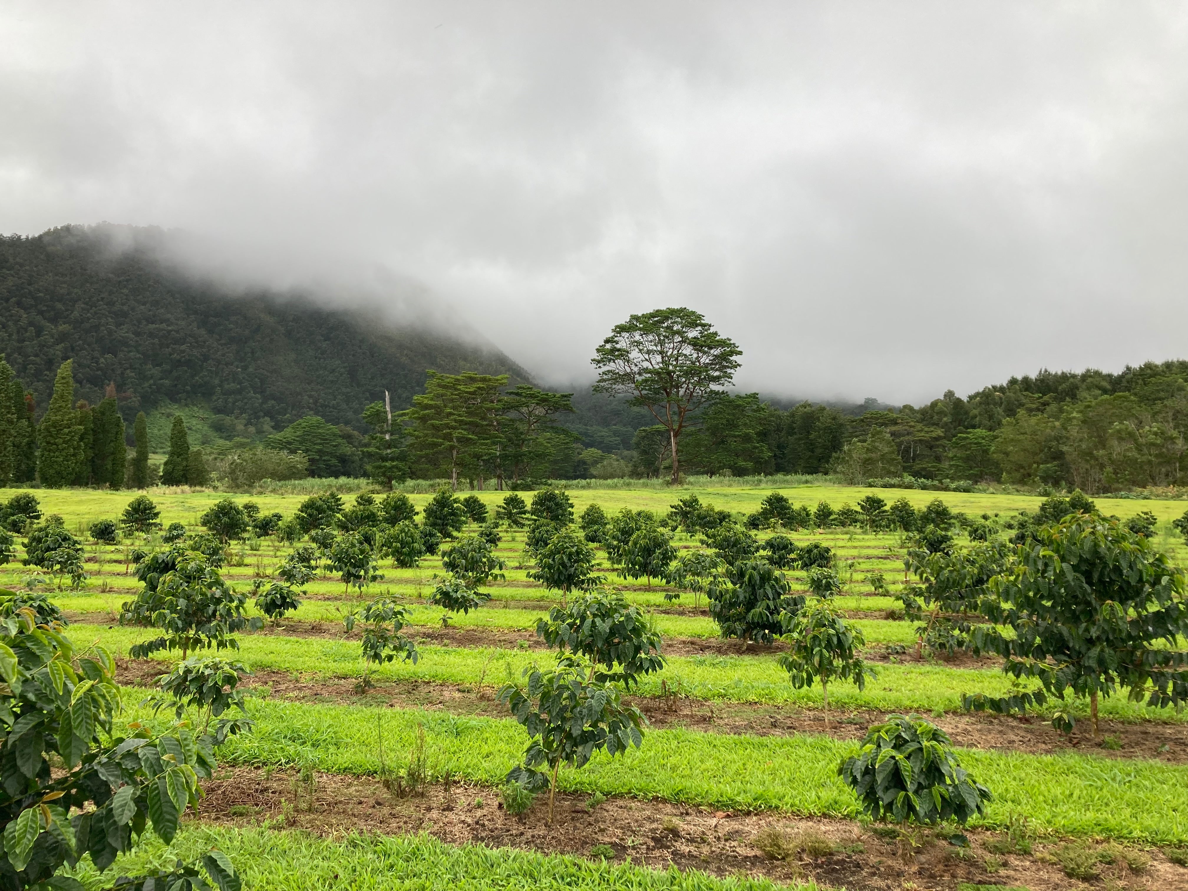 Ka‘ū Wood Valley Honey Peaberry