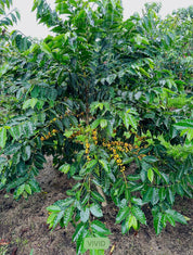 Kona Golden Geisha