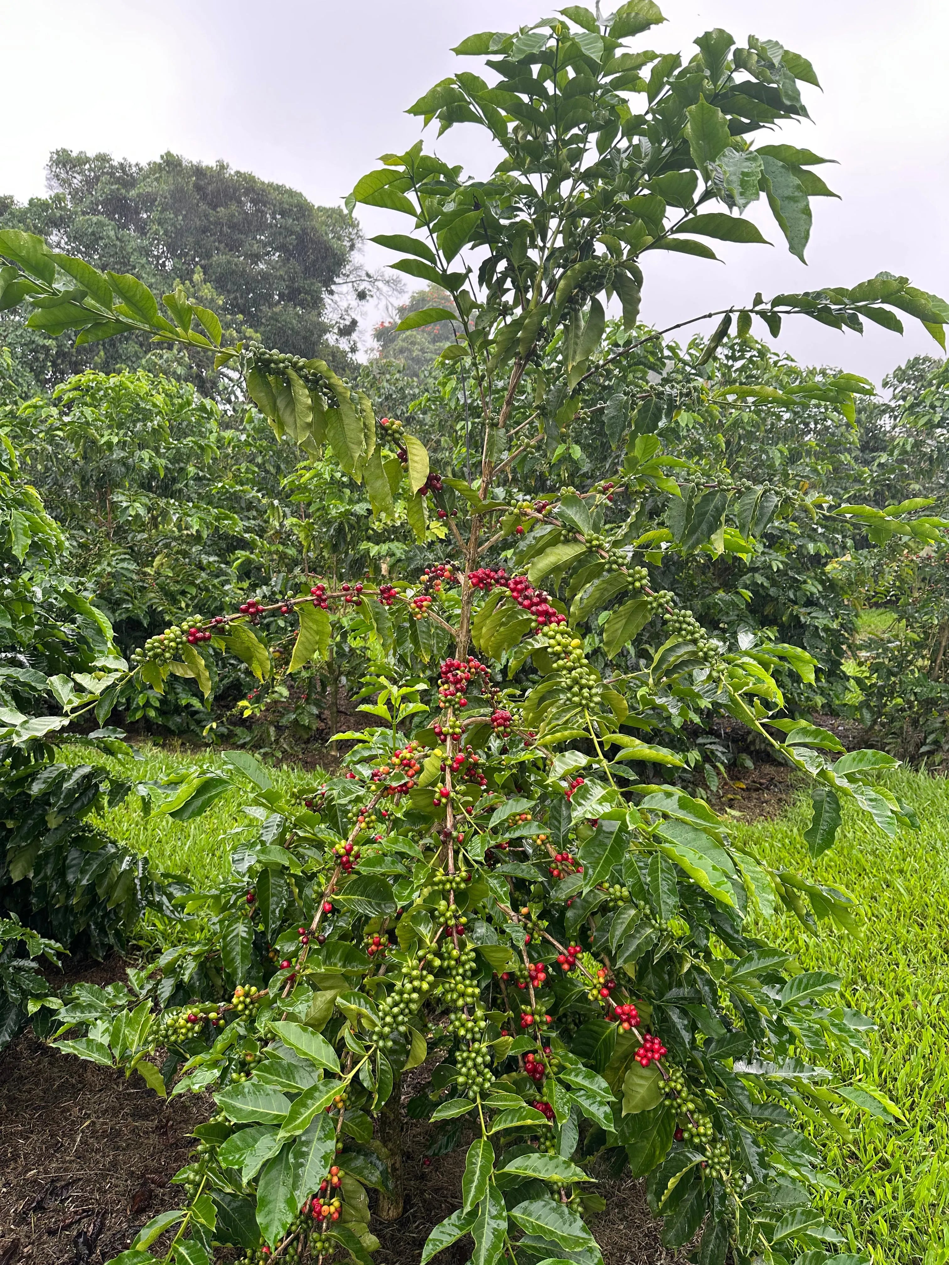 コナ メホラド ウォッシュド — ティピカ メホラド 品種