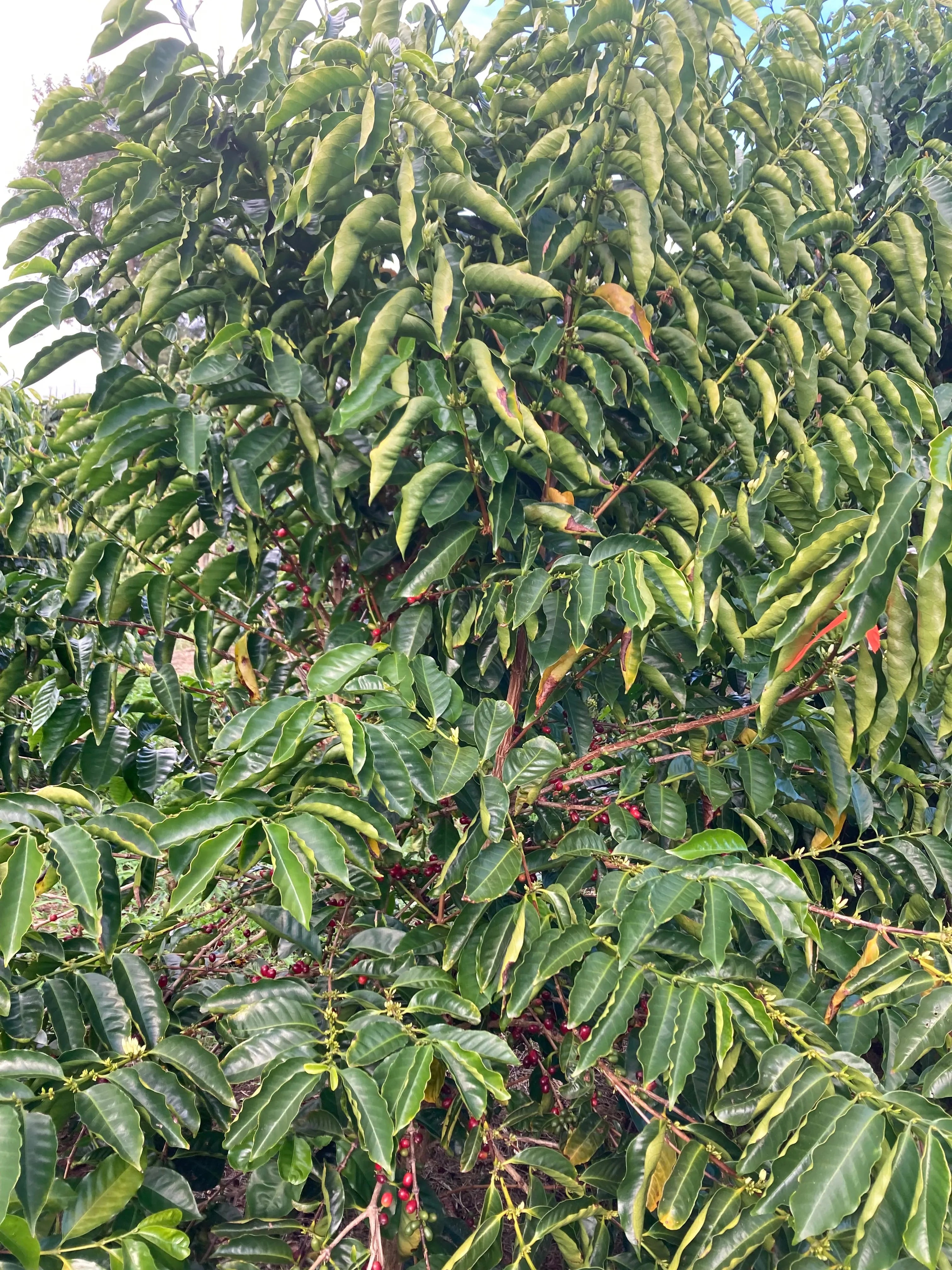 Ka‘ū Geisha Champagne Natural