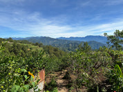 Philippines Typica Anaerobic Natural