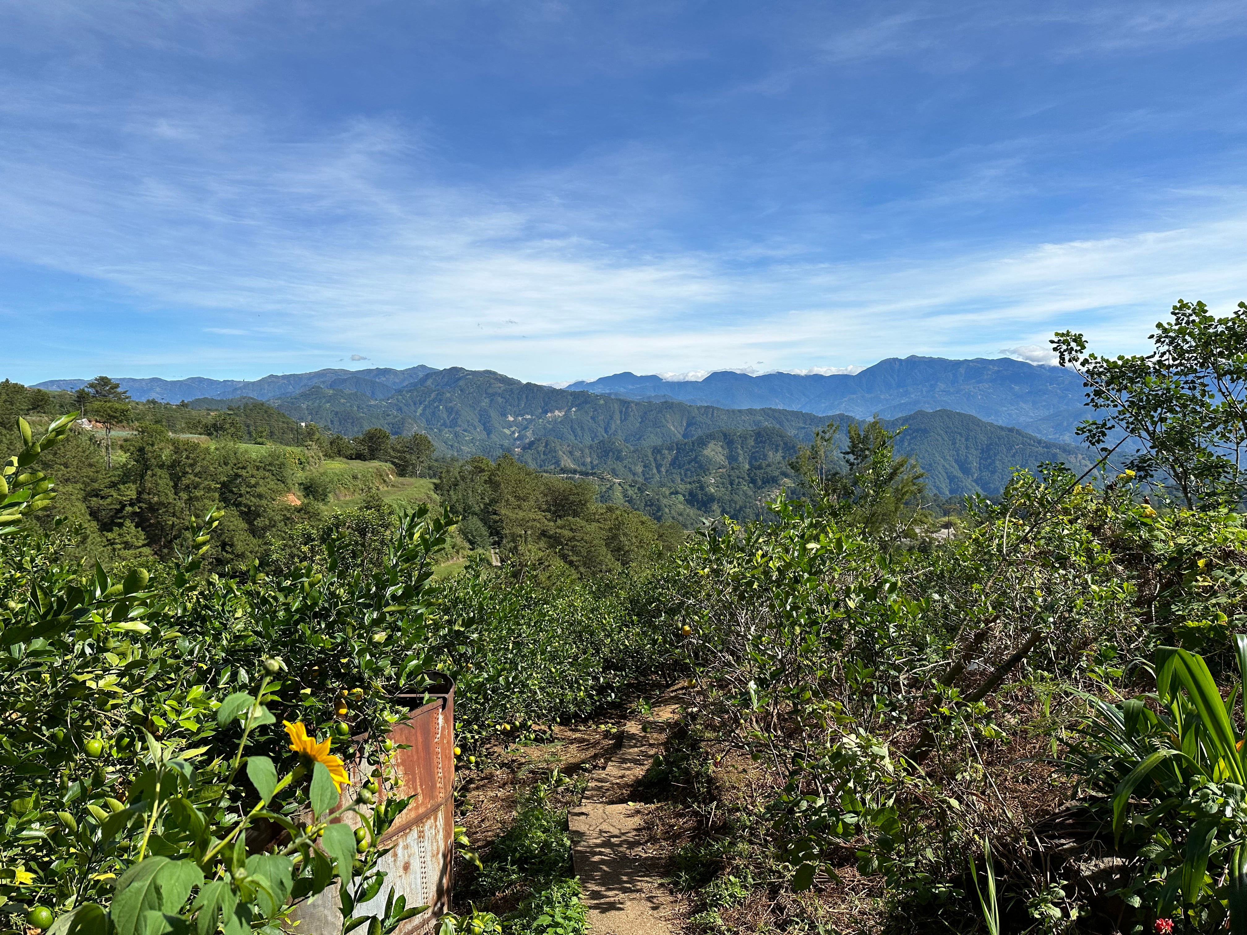 Philippines Typica Anaerobic Natural