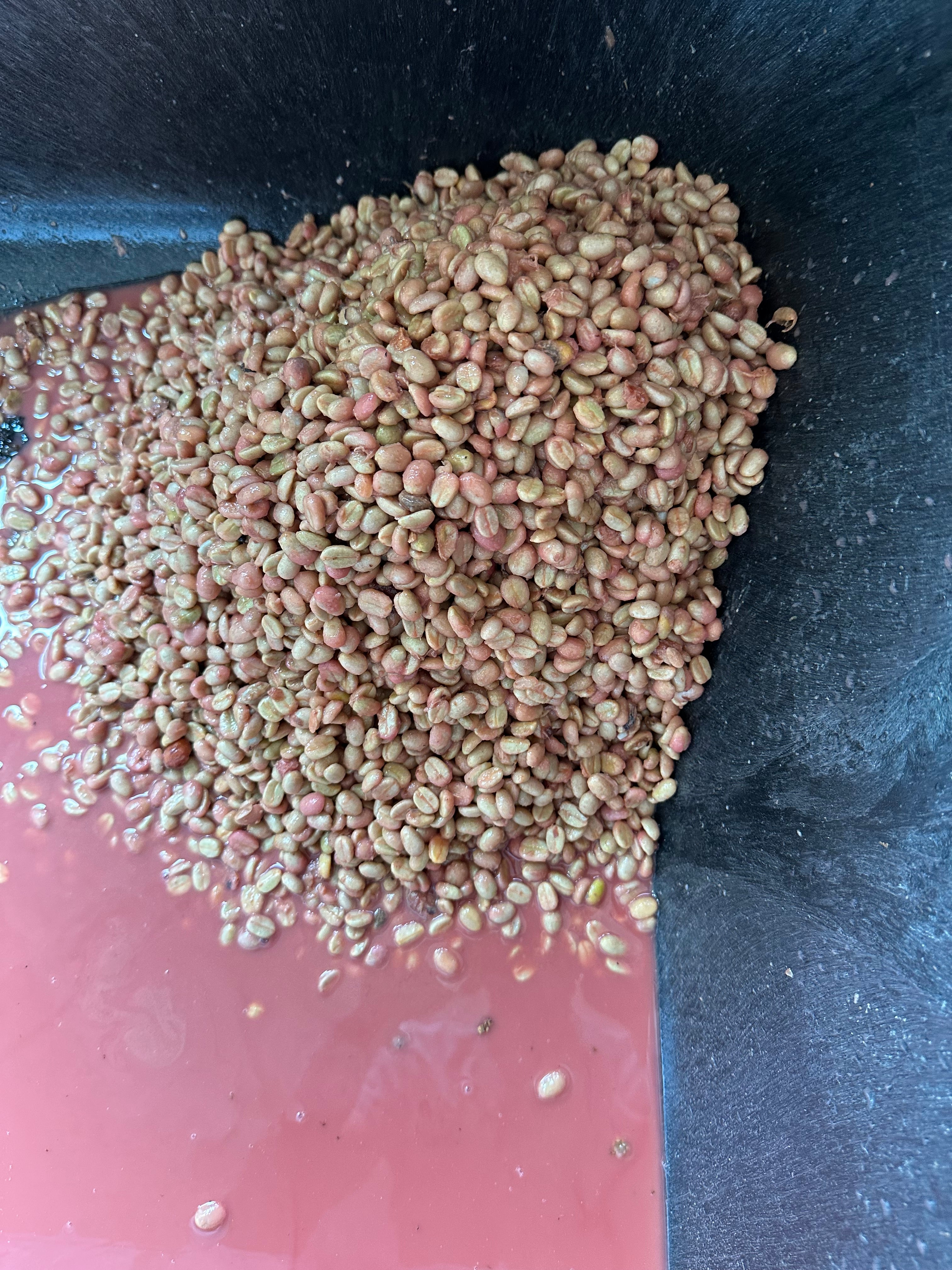Kona Geisha Coffee – Hawaii Geisha Rose | Paradise Coffee Roasters