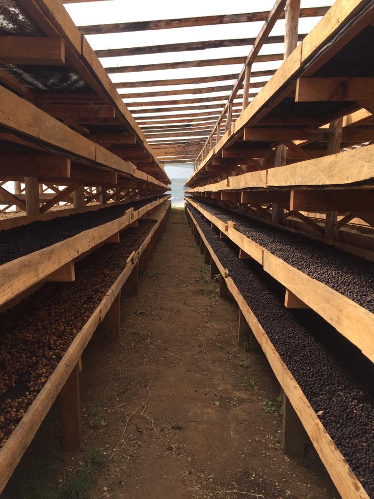 ホンジュラス エチオサール ナチュラル