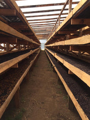 ホンジュラス エチオサール ナチュラル