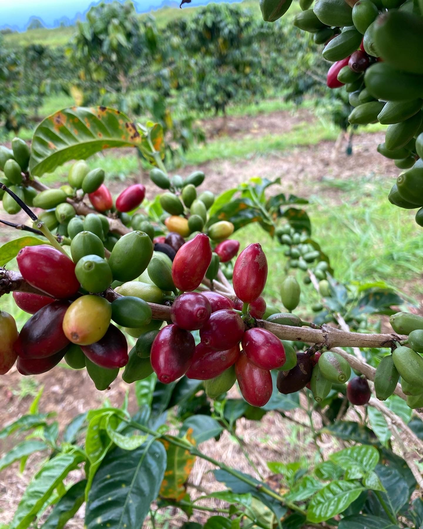 Hawai‘i Ka‘ū Pacamara