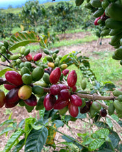 Hawai‘i Ka‘ū Pacamara