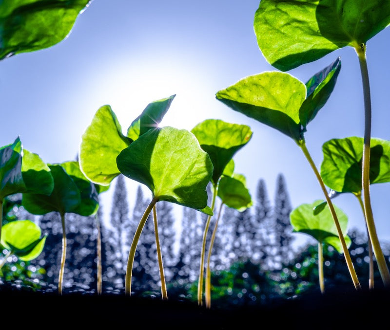 Lempira coffee seedlings 