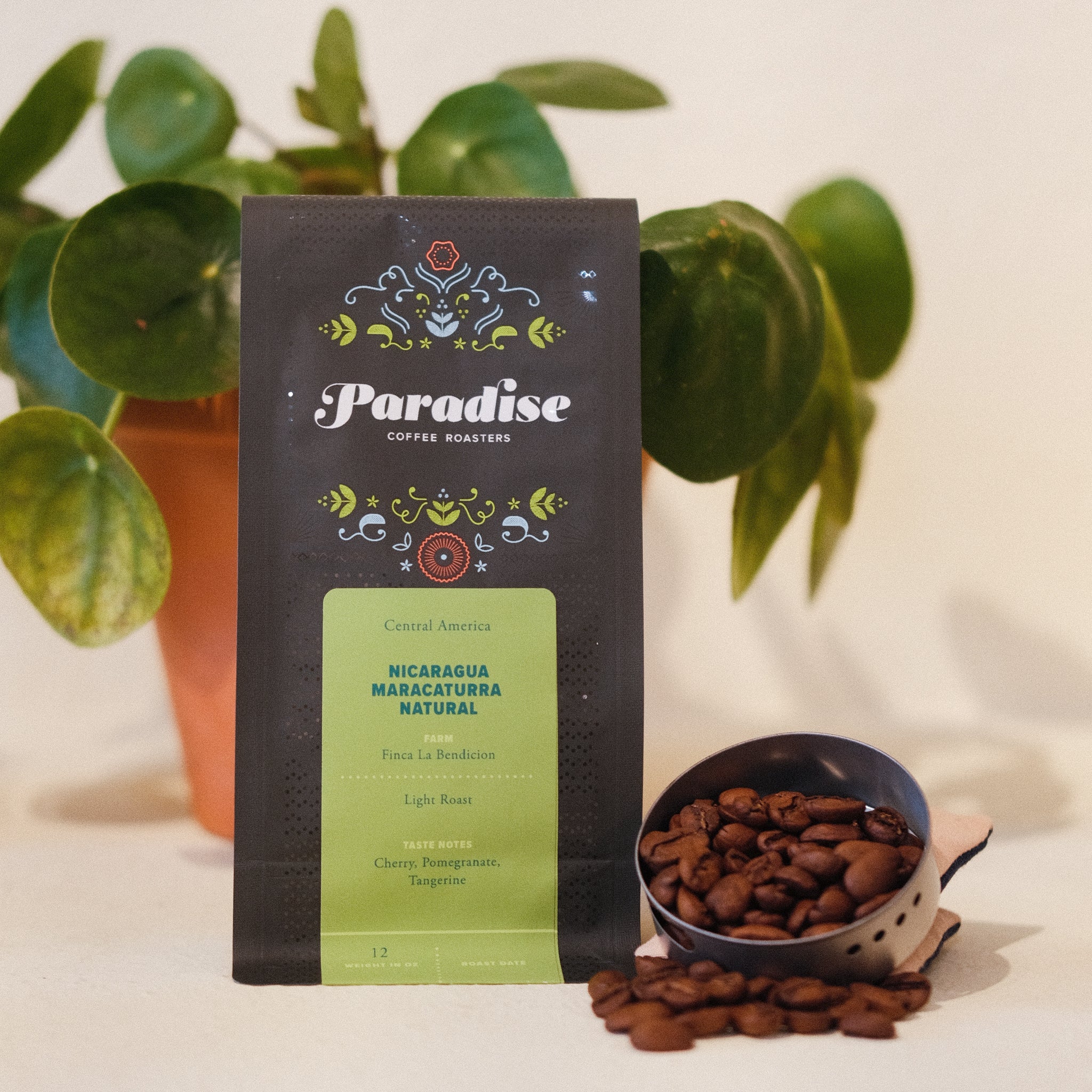 ニカラグア ラ ベネディクション マラカトゥーラ ナチュラル