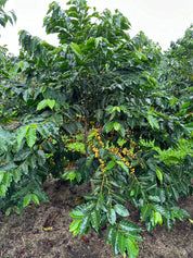 エクアドル エルドラド ウッシュ ウッシュ